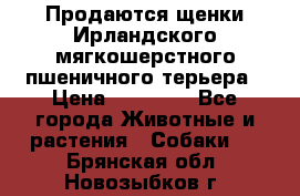 Продаются щенки Ирландского мягкошерстного пшеничного терьера › Цена ­ 30 000 - Все города Животные и растения » Собаки   . Брянская обл.,Новозыбков г.